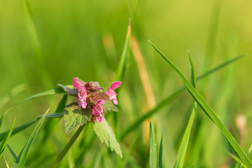 Close up of pink flowers nature background