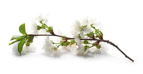 Cherry tree flowers on twig blooming isolated on white background