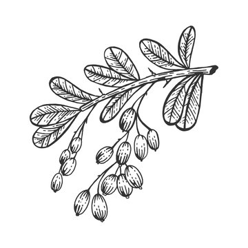 Barberry branch sketch engraving vector illustration. Scratch board style imitation. Hand drawn image.