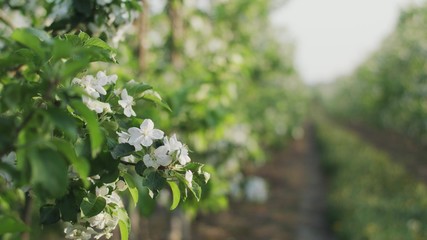 Flowering Fruit Tree Branch.