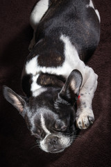 Portrait picture of a French Bulldog puppy who is who lies on the bed