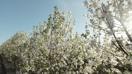Beautiful Blooming Orchard.