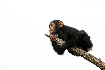 chimpanzee on a branch, isolated with white background - 257865584