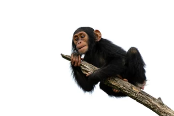 Foto op Plexiglas anti-reflex chimpanzee on a branch, isolated with white background © Fly_and_Dive