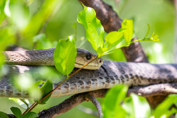 Naklejka na ściany i meble black snake mamba in a tree, South Africa