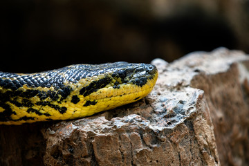 snake Rock Python in south africa