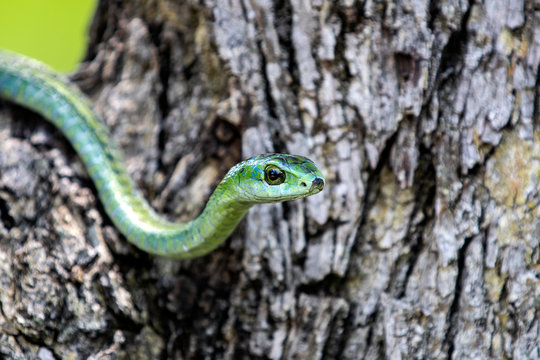 Boomslang snake in the nature, South Africa
