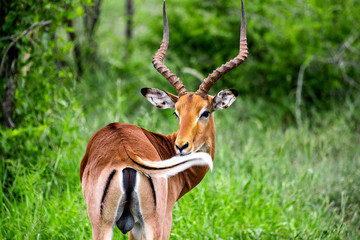 Naklejka na ściany i meble impala in the savannah, park kruger south africa
