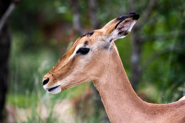 antelope in the savannah, park kruger south africa