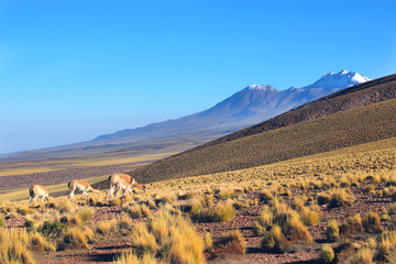 Altiplanic landscape with alpacas