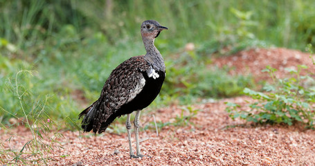female bird black bustard on the ground close up in South africa