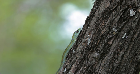 Obraz premium Boomslang snake in a tree, South Africa