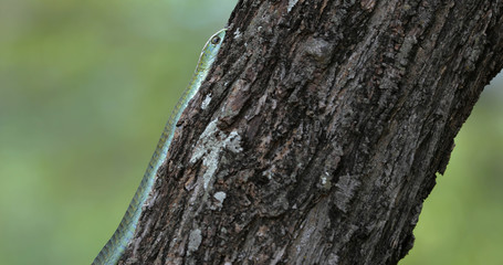 Obraz premium Boomslang snake in a tree, South Africa