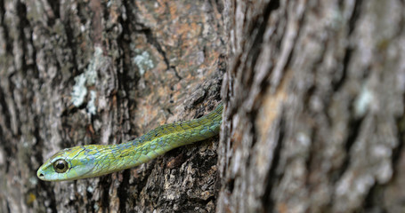 Boomslang snake in a tree, South Africa