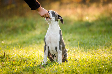puppy staffordshire terrier walks in the park in autumn
