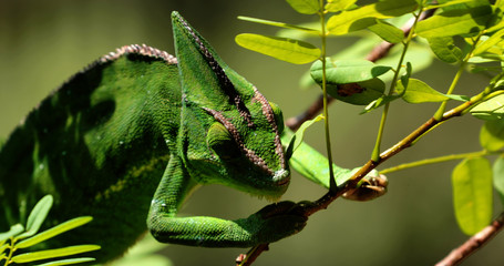 Chameleon in close-up, South Africa