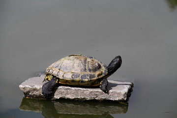 Fototapeta premium Canarias