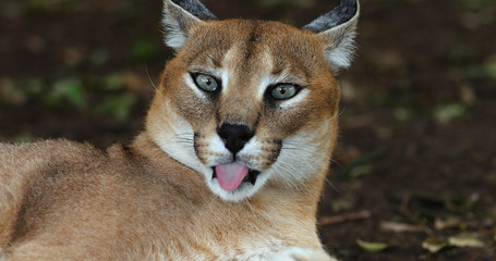 caracal close-up South Africa