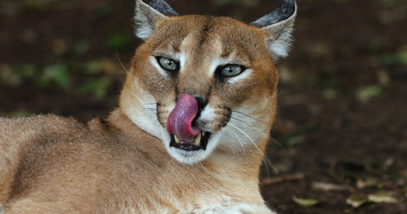 caracal close-up South Africa