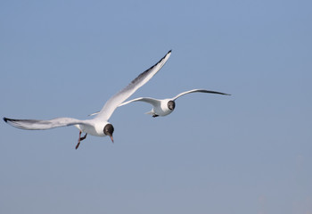 Fototapeta premium Black Headed Gulls Flying