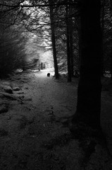 11 Alwen reservoir trees
