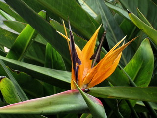 Canarias