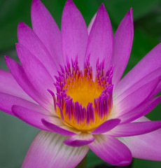 Close up pink lotus flower and Colorful yellow carpel.