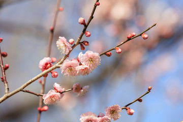 Early blooming Pink plum blossoms