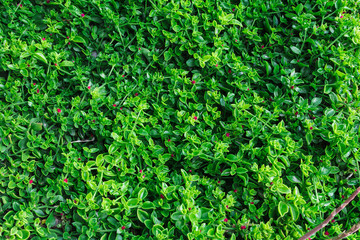 Obraz premium Background live fence