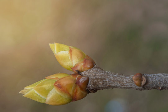 Burun in the spring. Macro photo flower branch. Tree branch