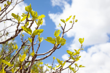 Detail of a fig line at the just time when its branches begin to spread.