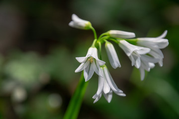 Obraz premium Flores silvestres