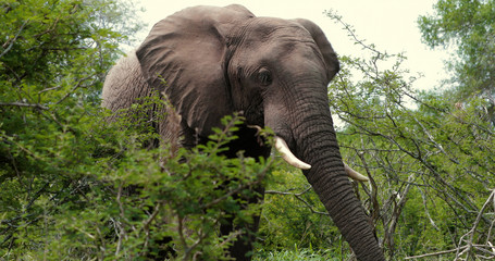 elephant in the savannah, park kruger south africa