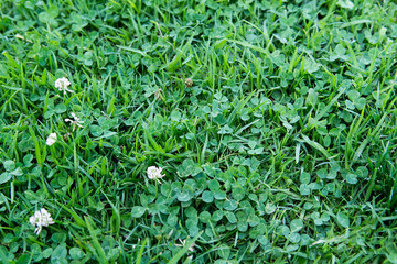 White clover in the green grass
