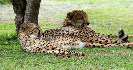 Fototapeta na wymiar cheetah in the park kruger, south africa