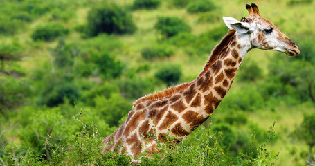 giraffe in the savannah, park kruger south africa