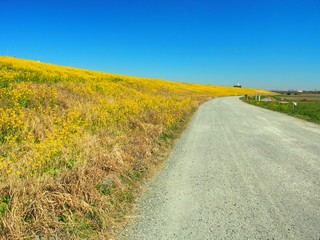Naklejka premium 菜の花咲く土手と砂利道風景