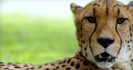 cheetah close up in the park kruger, south africa