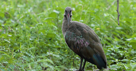 bird hadada ibis in the grass, kruger park, south africa