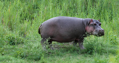 Hippopotamus in Kruger Park, South Africa