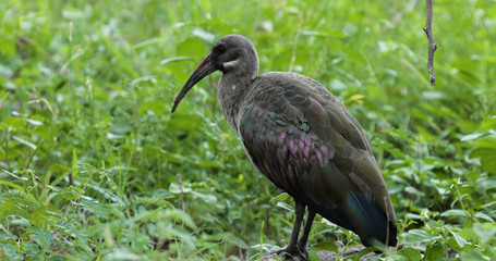 bird hadada ibis in the grass, kruger park, south africa