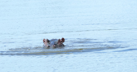 hippopotamus in the water, park kruger south africa