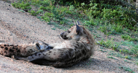 Obraz premium hyena in the kruger park during a photo safari, South Africa