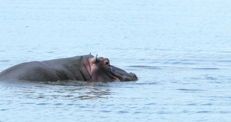 Fototapeta premium hippopotamus in the water, park kruger south africa