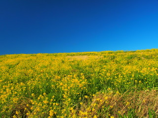 Fototapeta premium 枯れ草と菜の花咲く土手風景