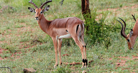 impala in the savannah, park kruger south africa