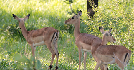 impala in the savannah, park kruger south africa
