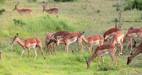 impala in the savannah, park kruger south africa