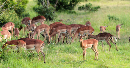 impala in the savannah, park kruger south africa