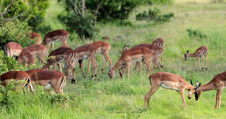 impala in the savannah, park kruger south africa